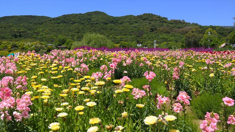 淡路・夢舞台