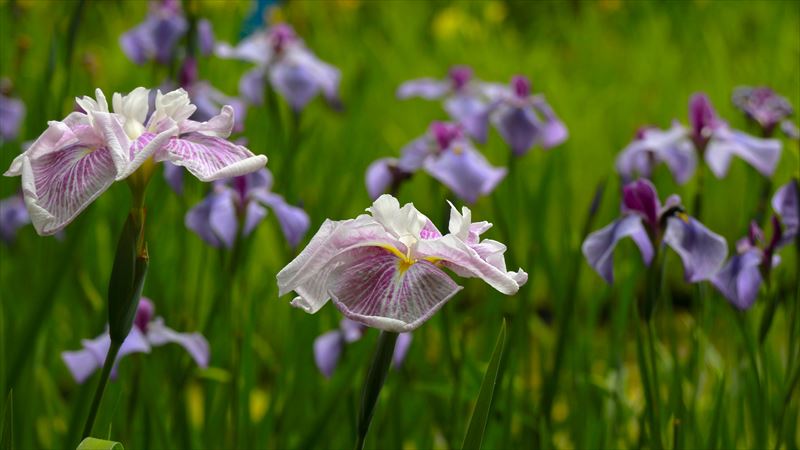 花菖蒲と紫陽花